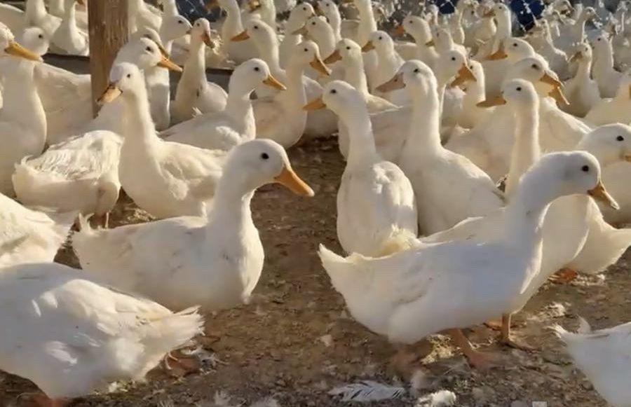 بط بكيني