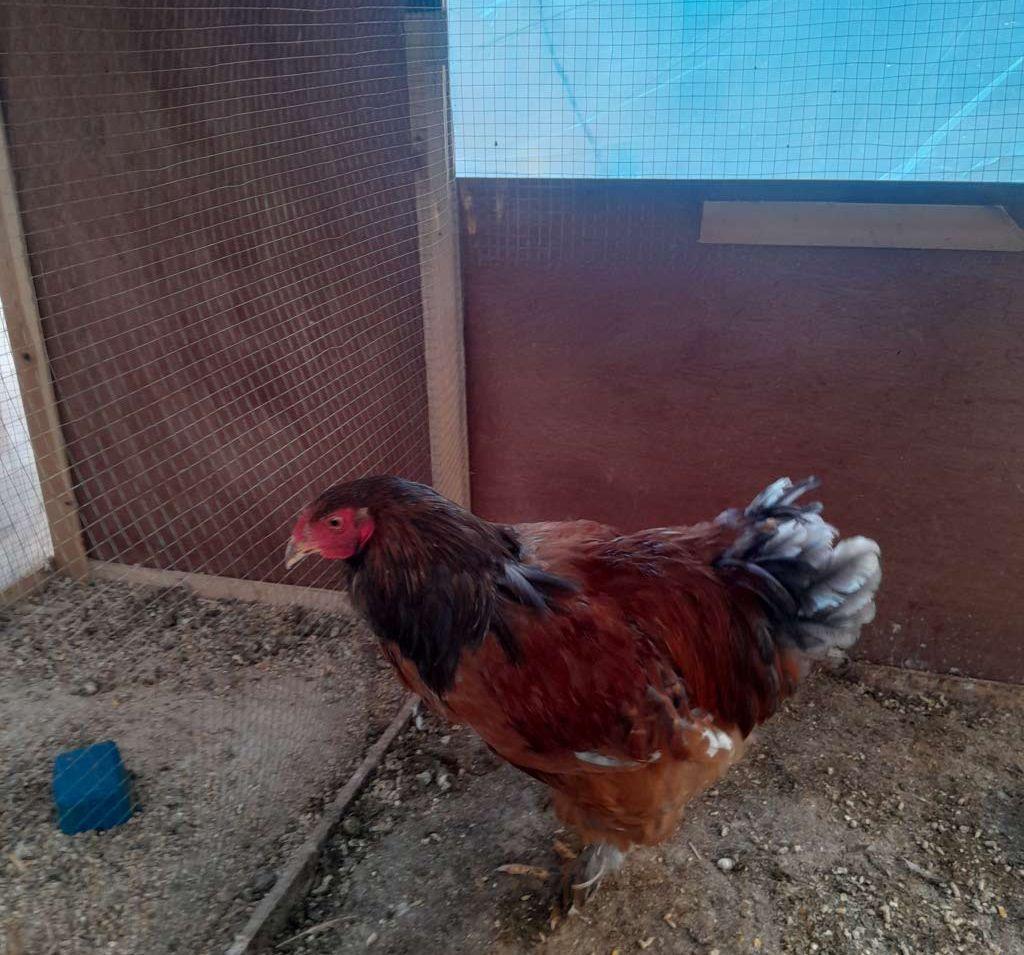 ديك ودجاجة 