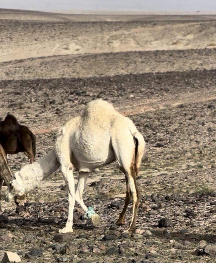 نياق حيل ثنتين