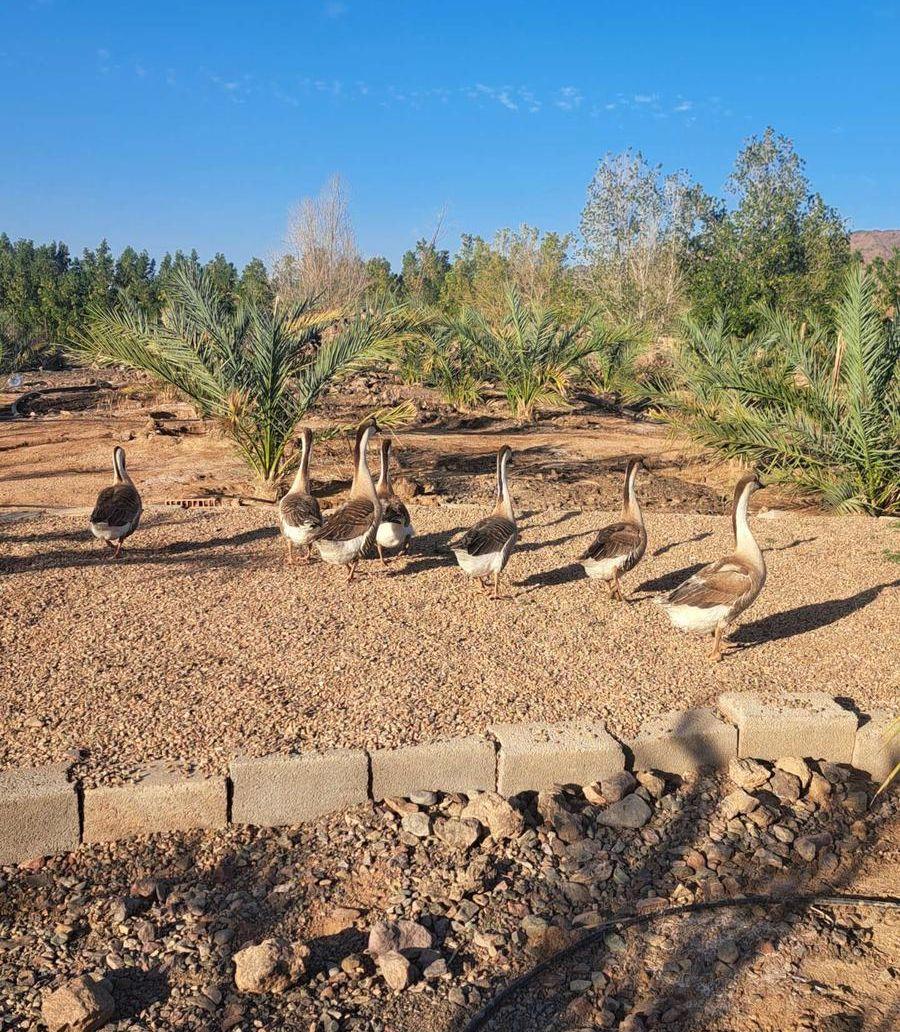 وز عراقي فاخر