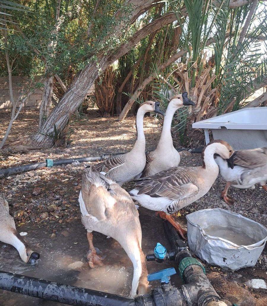 وز عراقي فاخر