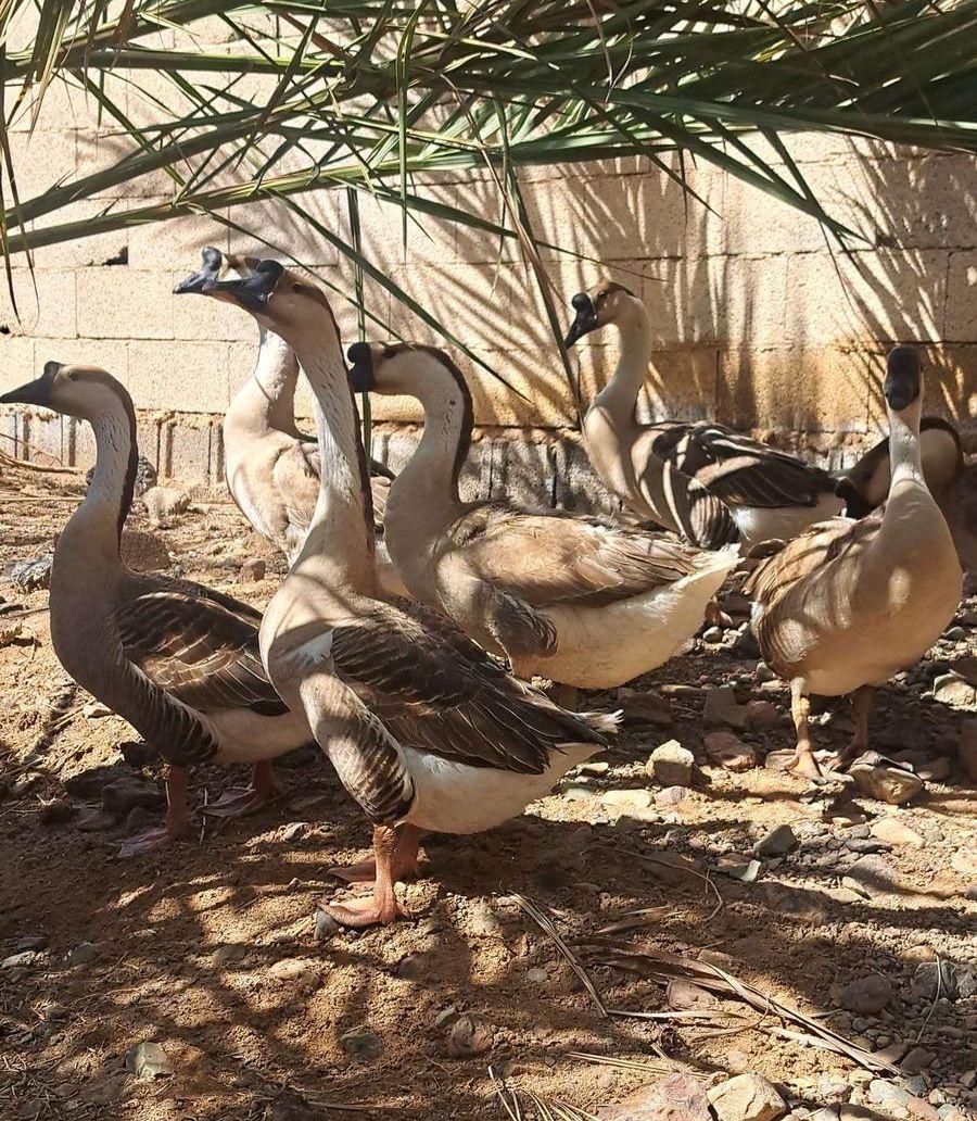 وز عراقي فاخر