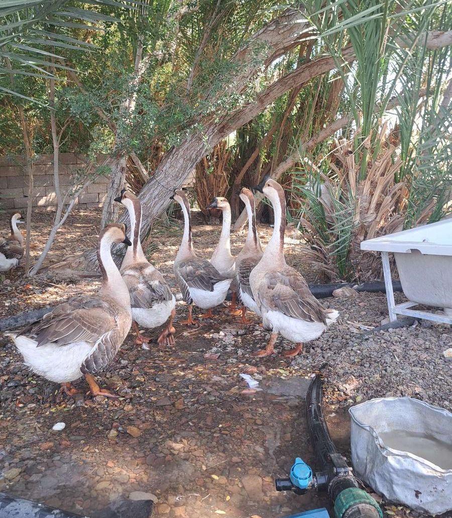 وز عراقي فاخر