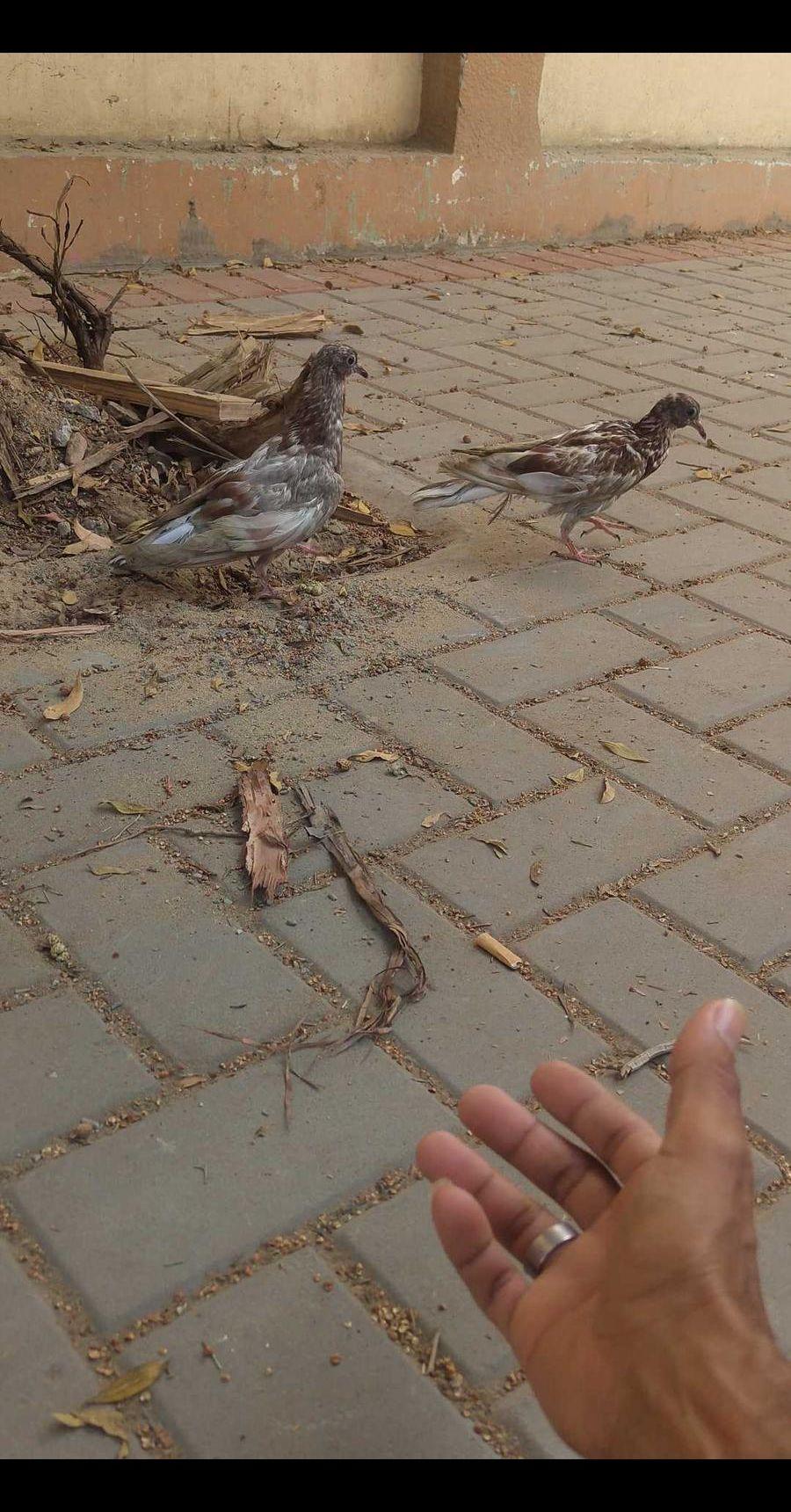 حمام العمر 3شهور