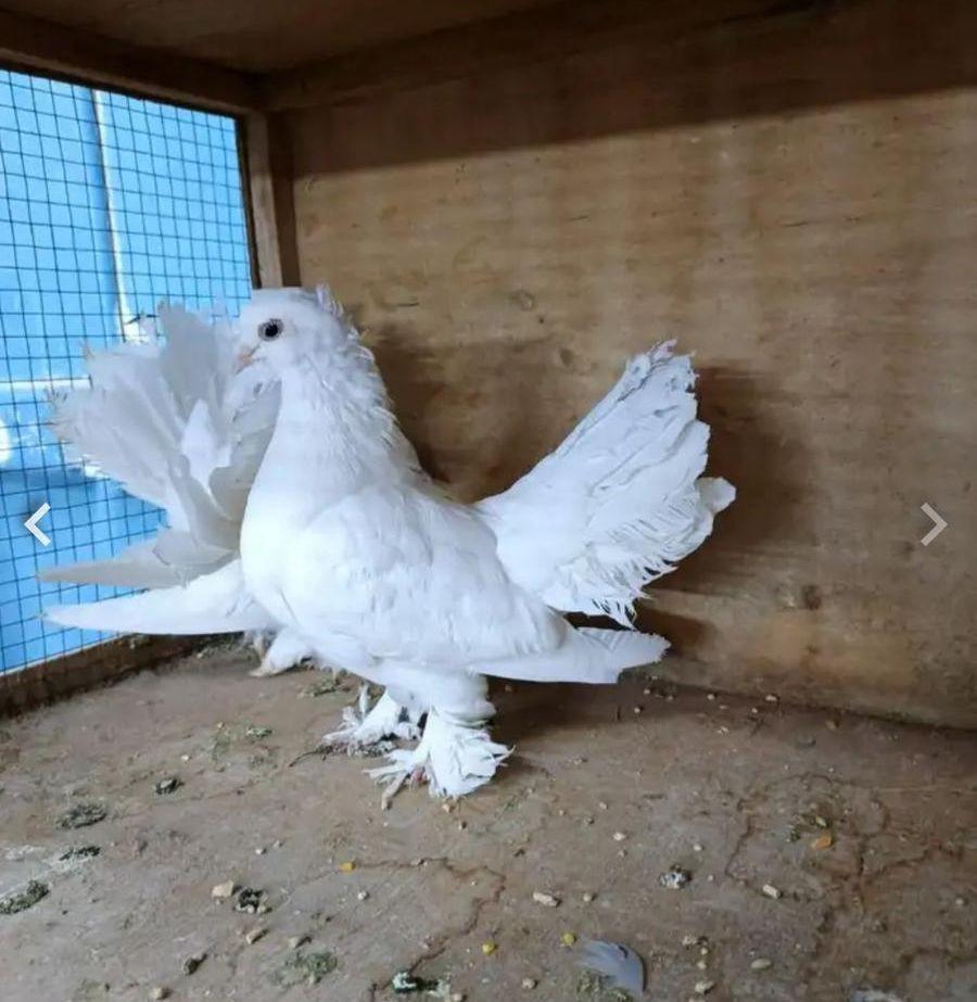 حمام رقاص
