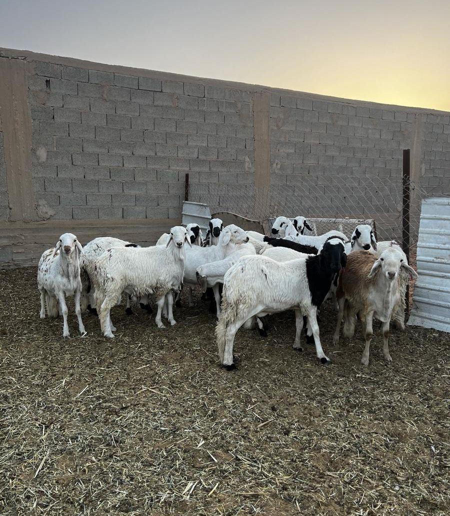 ذبايح سواكن