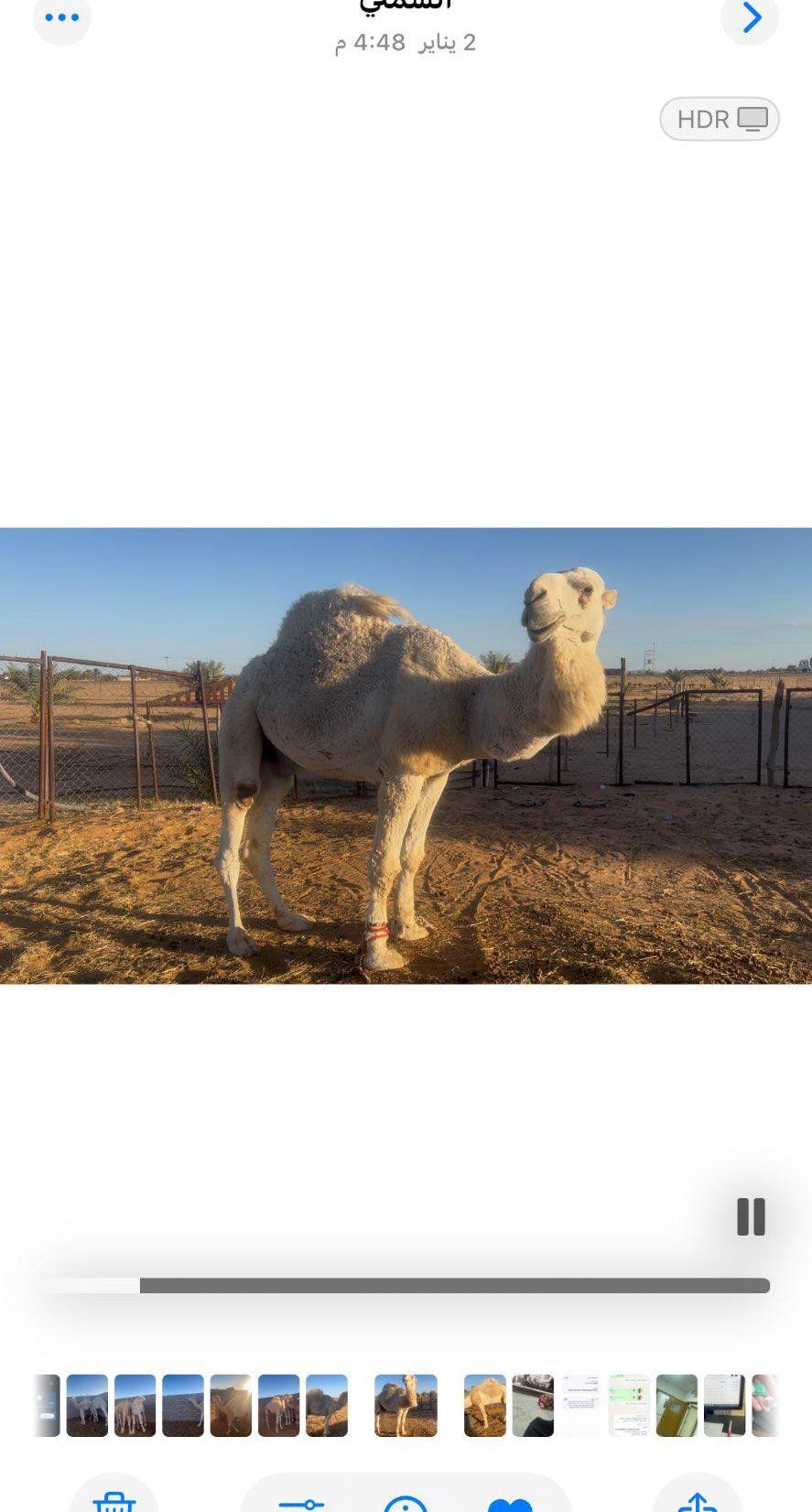 فحل باتلي للبيع