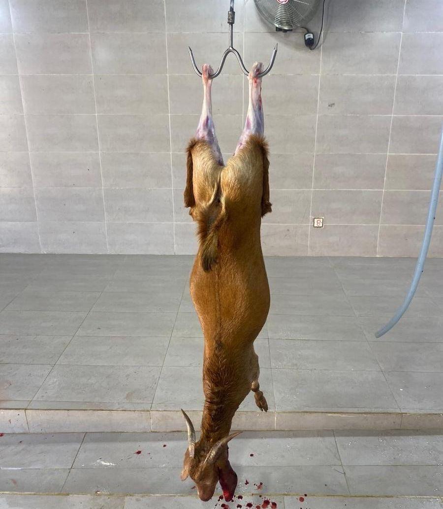 ذبايح تيوس بلدي