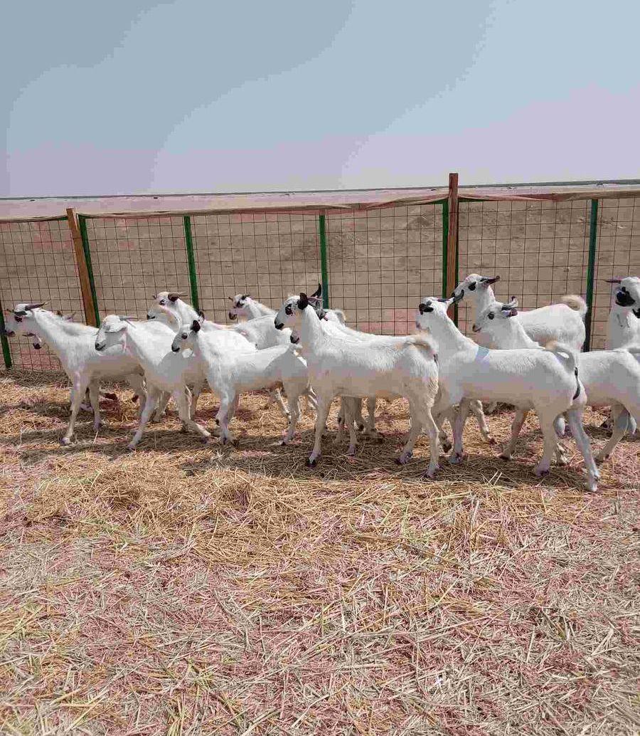ذبايح تيوس بلدي