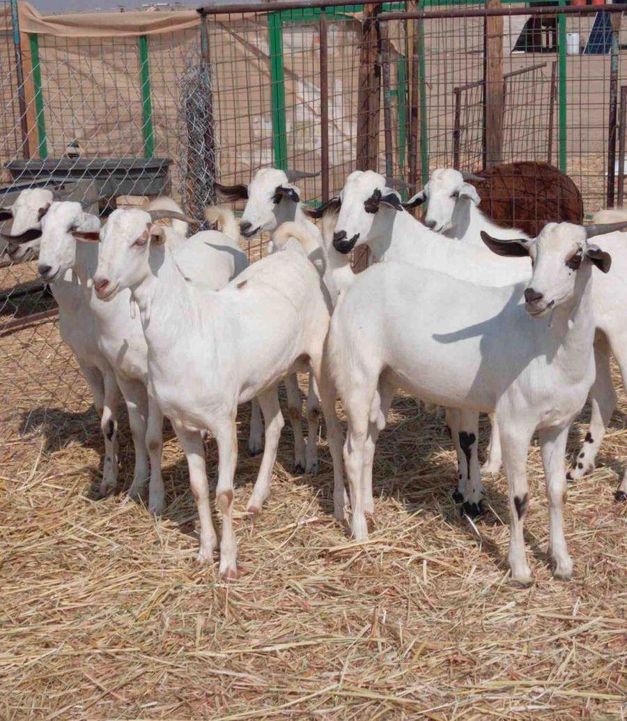ذبايح تيوس بلدي