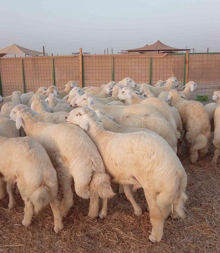 ذبايح تيوس بلدي
