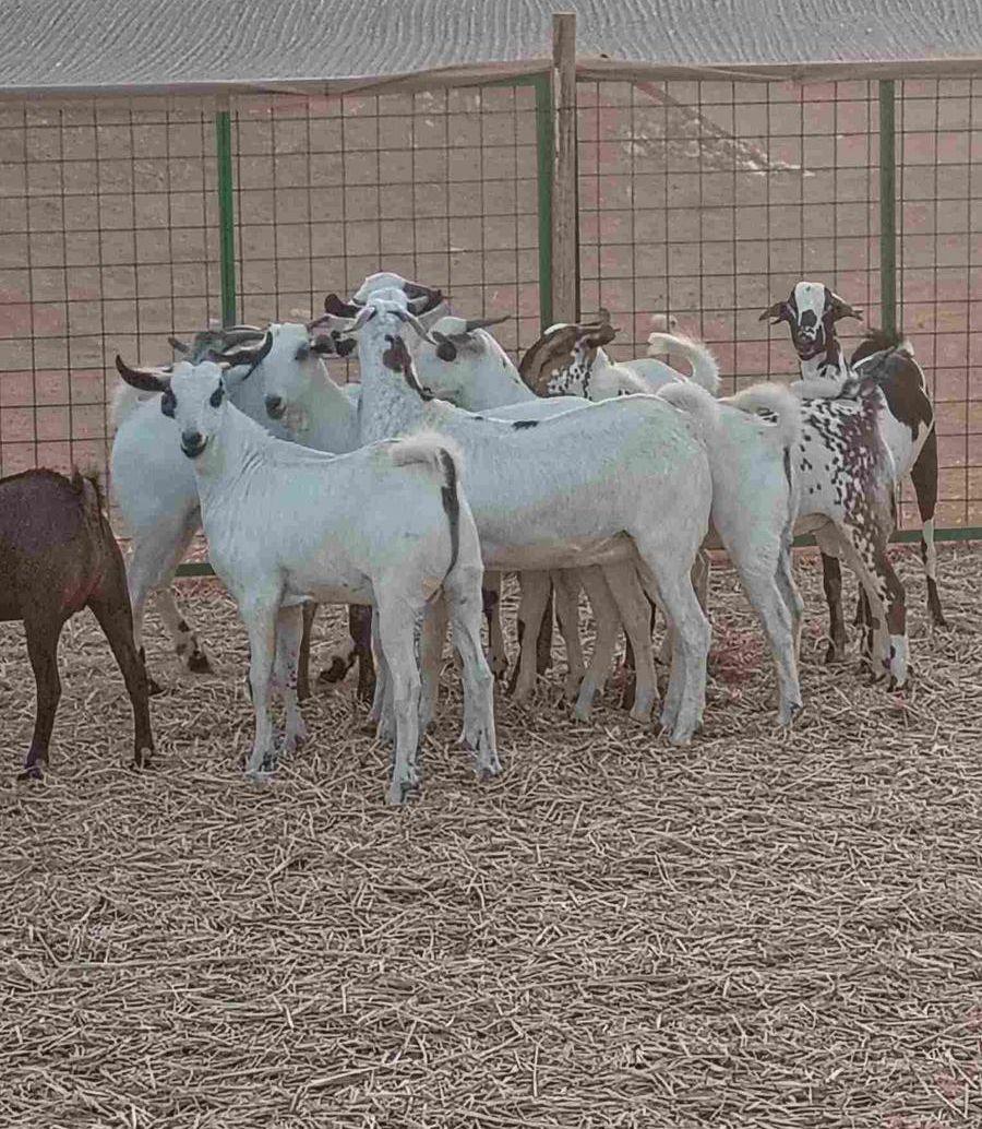 ذبايح تيوس بلدي