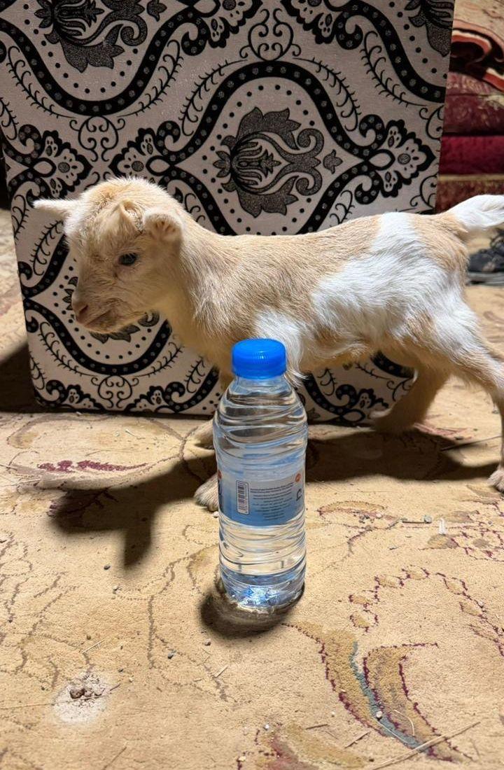 جفرة العمر 3