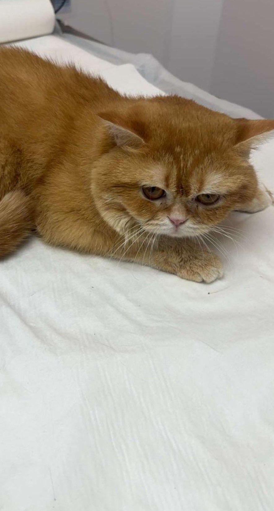 سكوتش للتبني