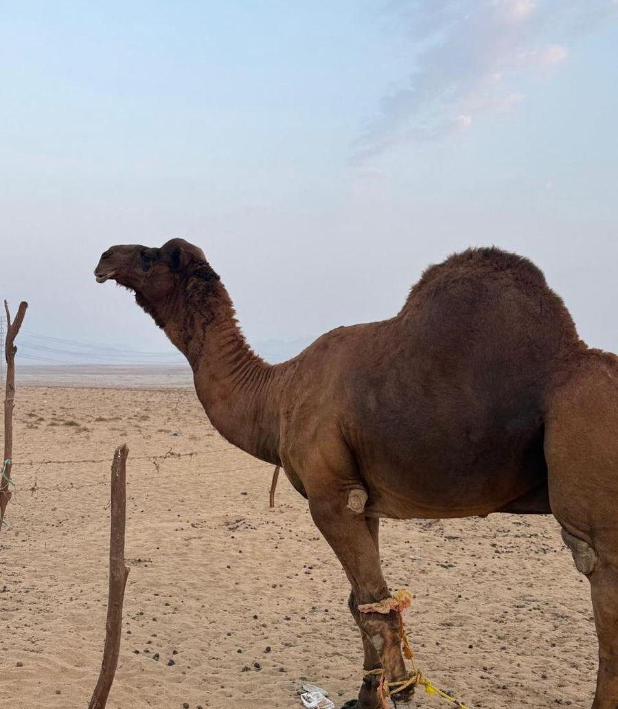 بعير ساحلي