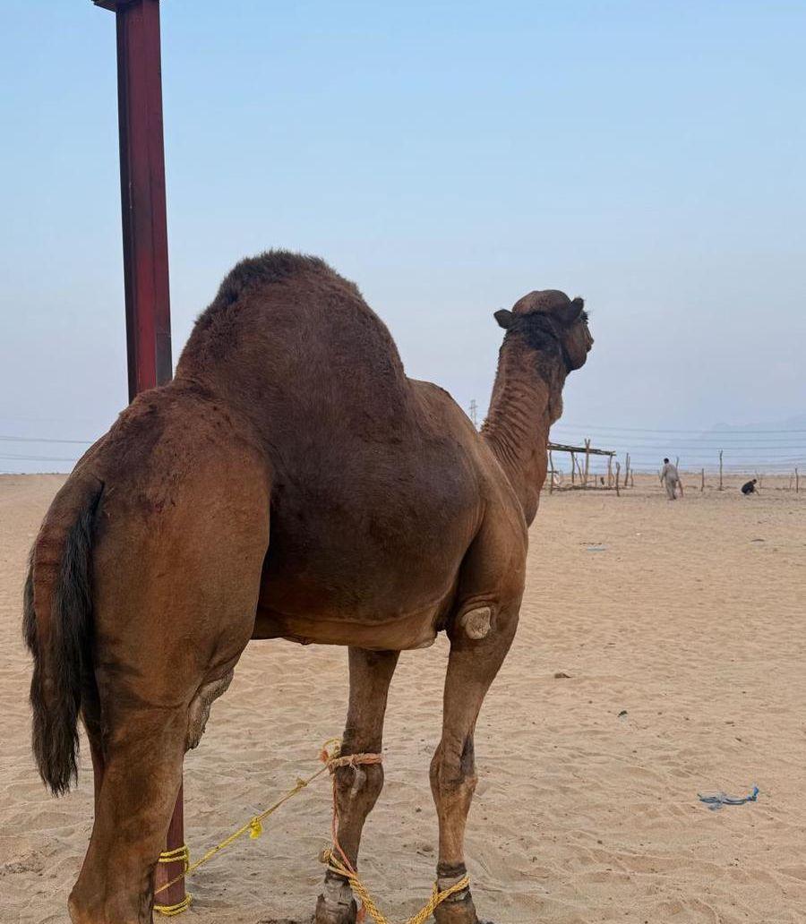 بعير ساحلي