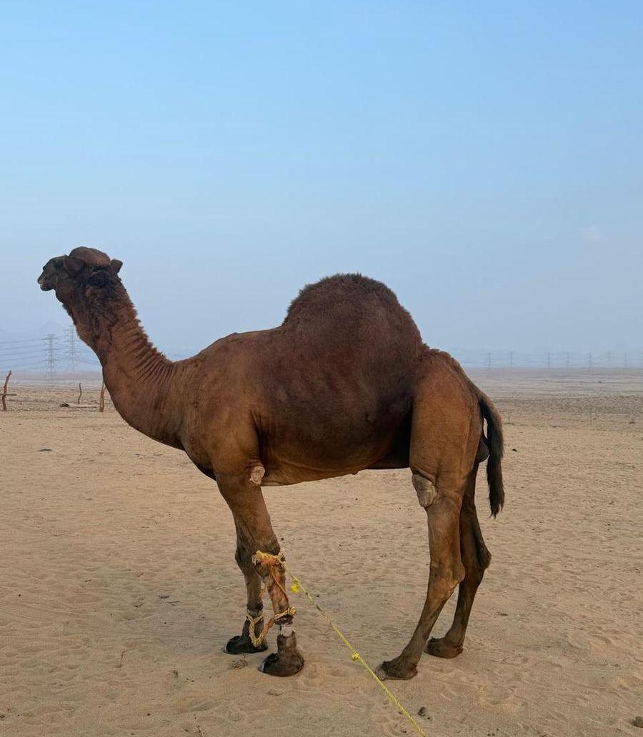 بعير ساحلي