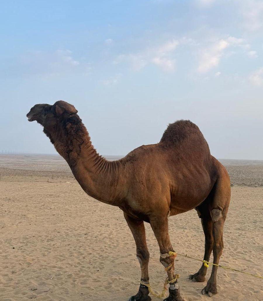 بعير ساحلي
