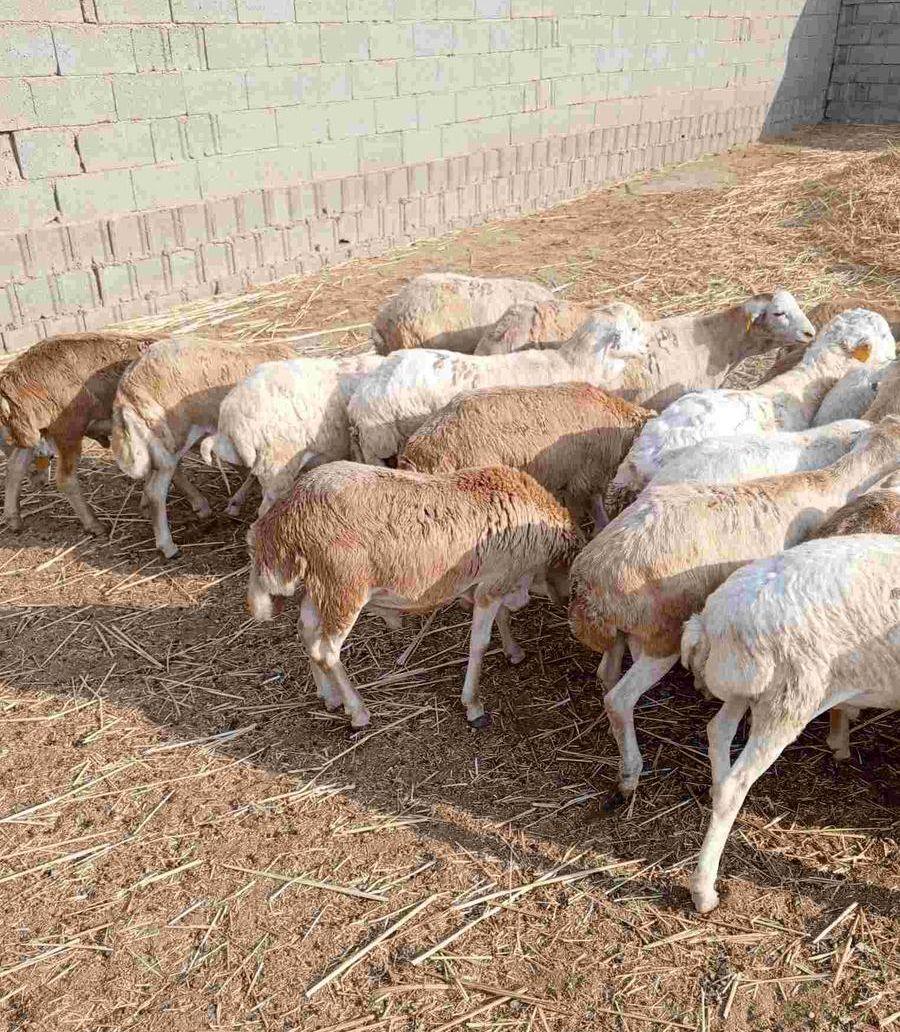 طليان رفيدي