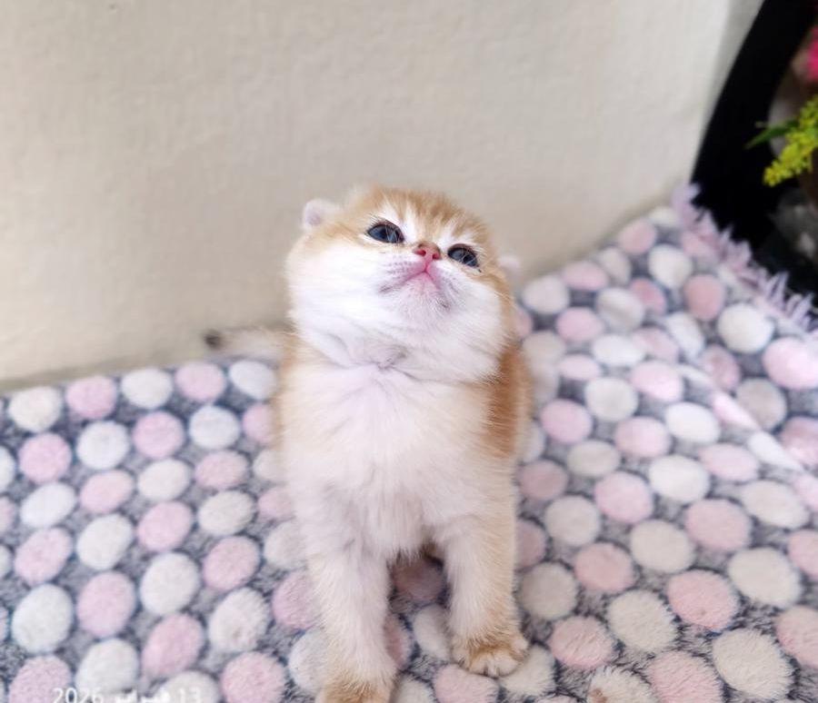 كيتن أنثى سكوتش