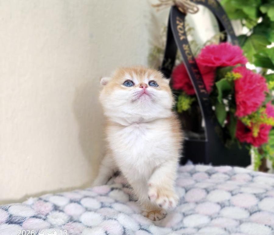 كيتن أنثى سكوتش