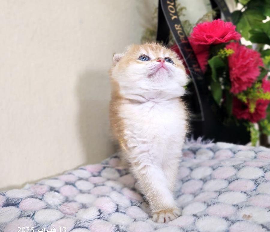 كيتن أنثى سكوتش