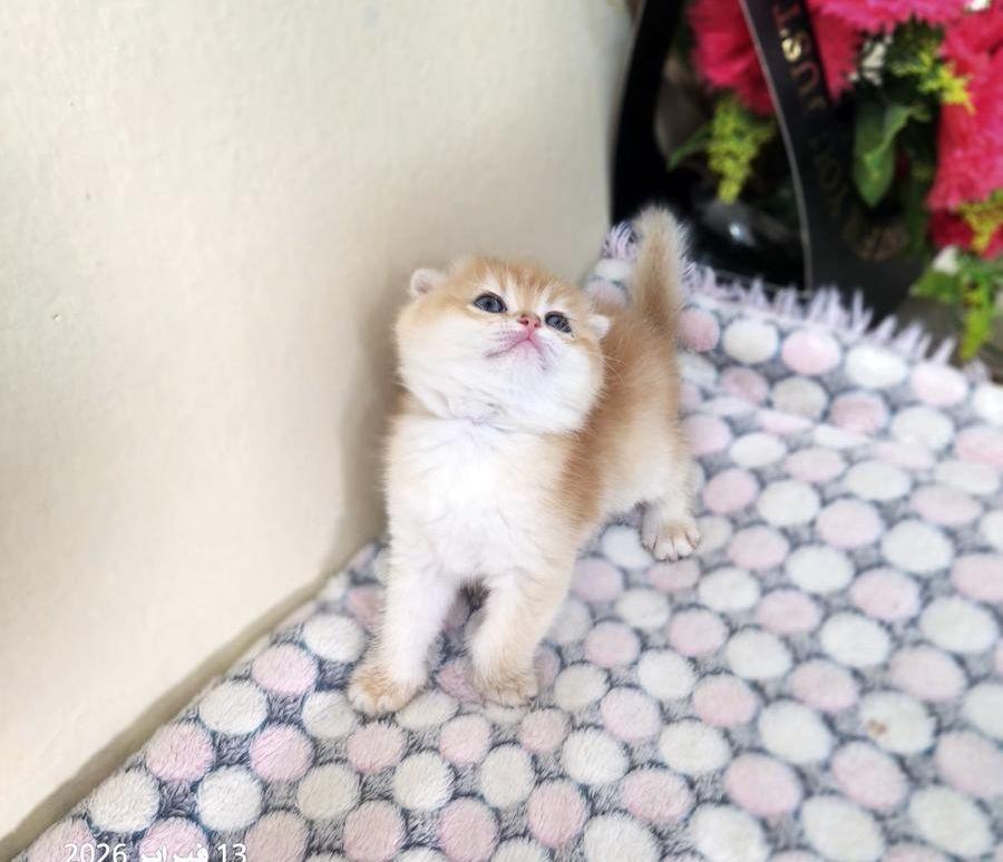 كيتن أنثى سكوتش