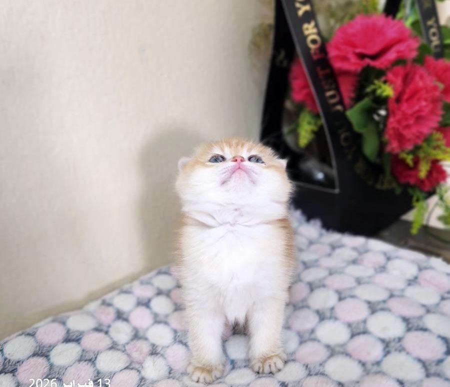كيتن أنثى سكوتش