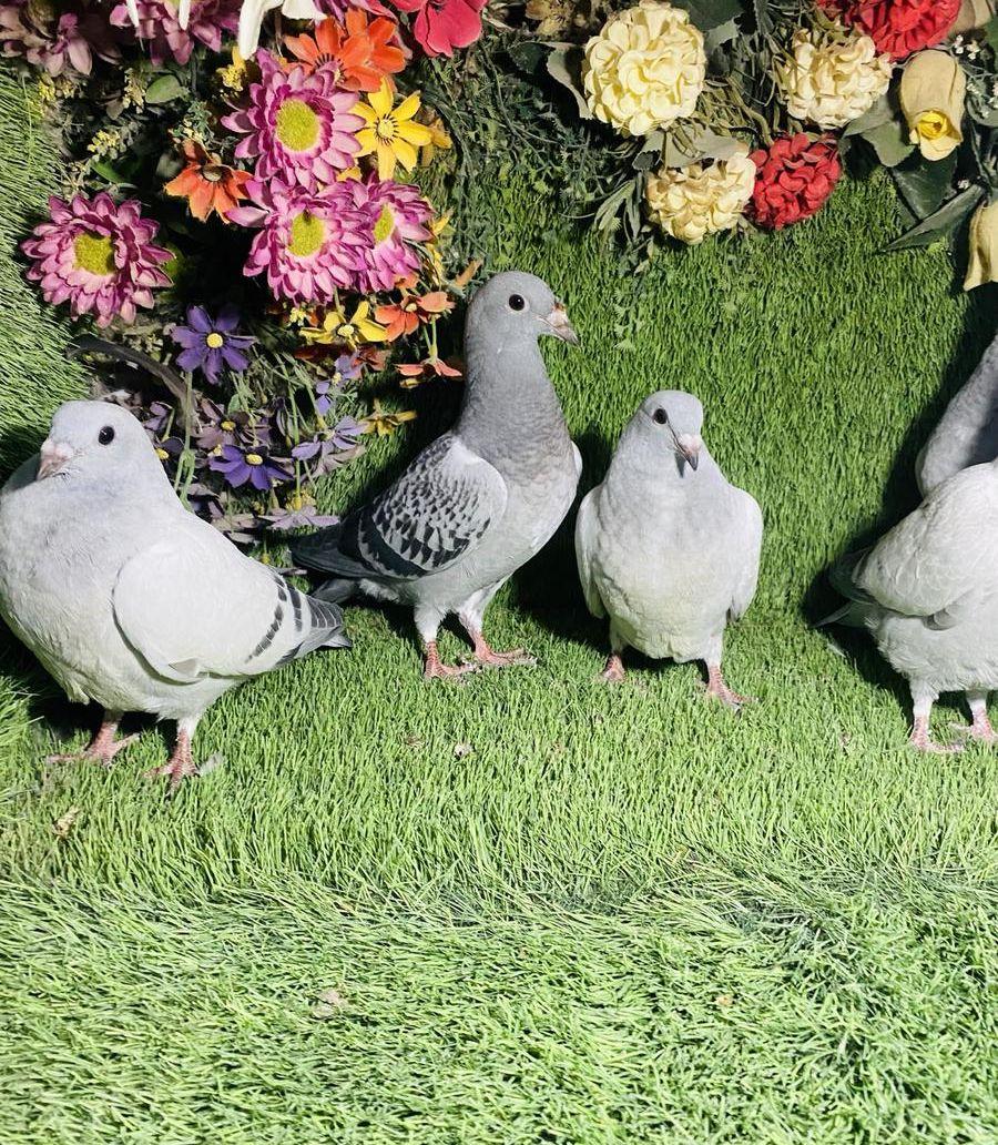 للبيع مجموعة طبات