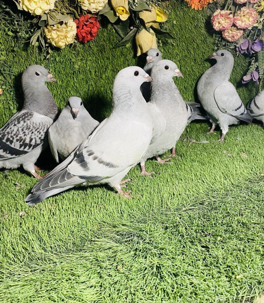 للبيع مجموعة طبات