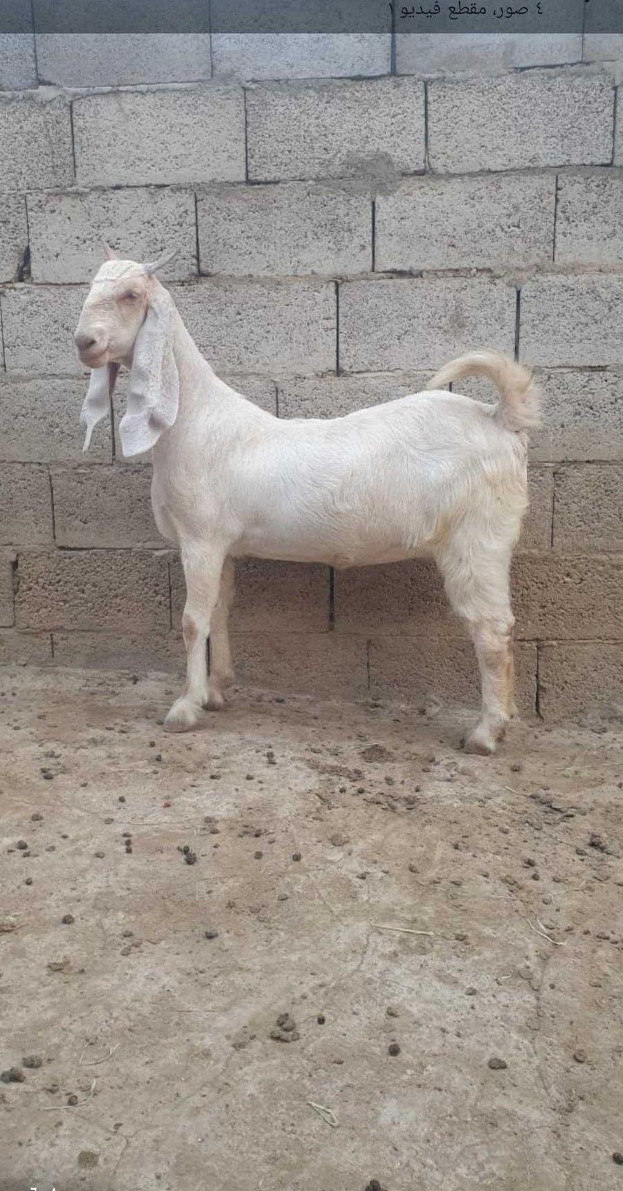 عنز فاخرة جذعة