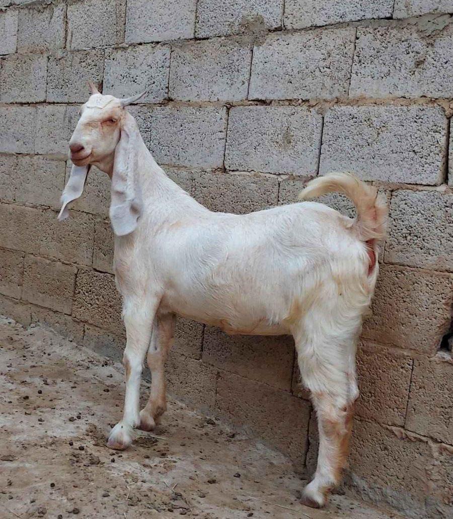 عنز فاخرة جذعة