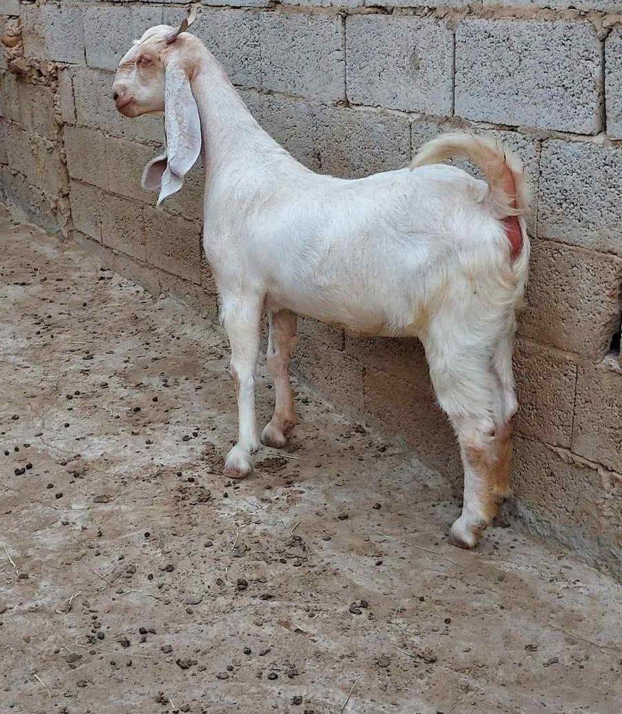 عنز فاخرة جذعة