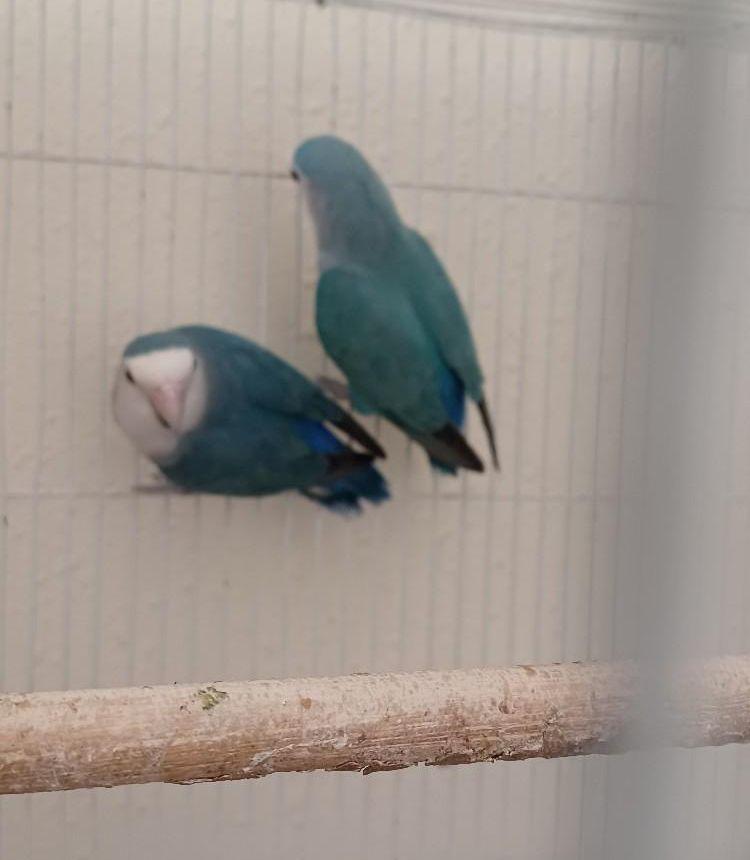 جوز روز (
