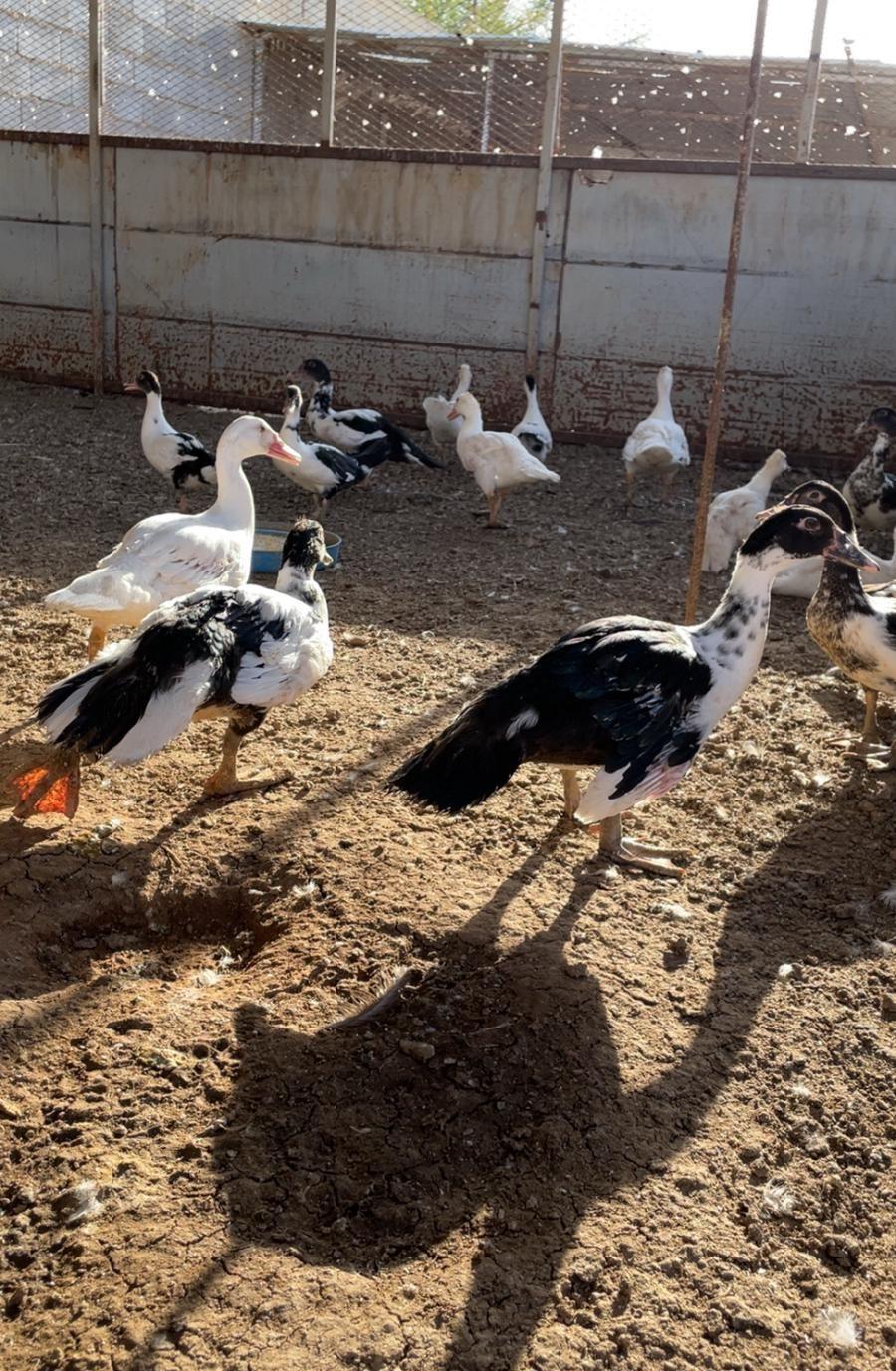 بط بلدي مسكوفي