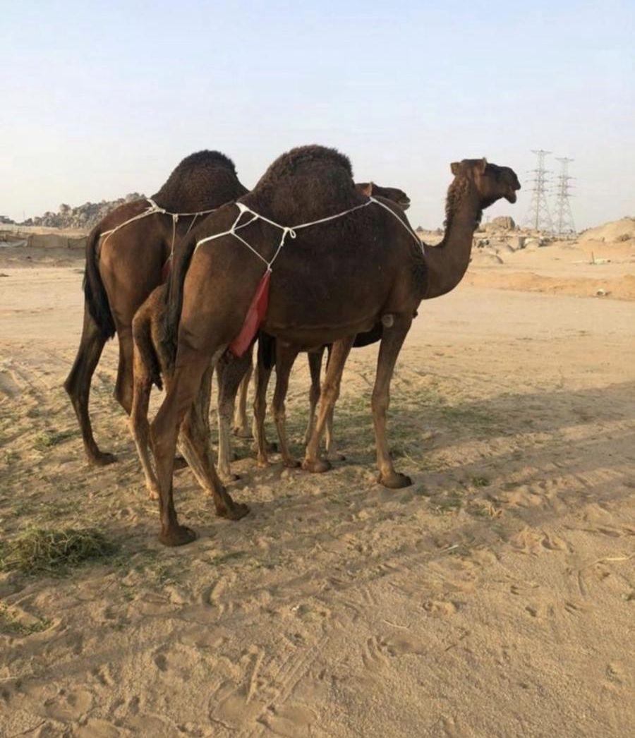 للبيع قعود ساحلي