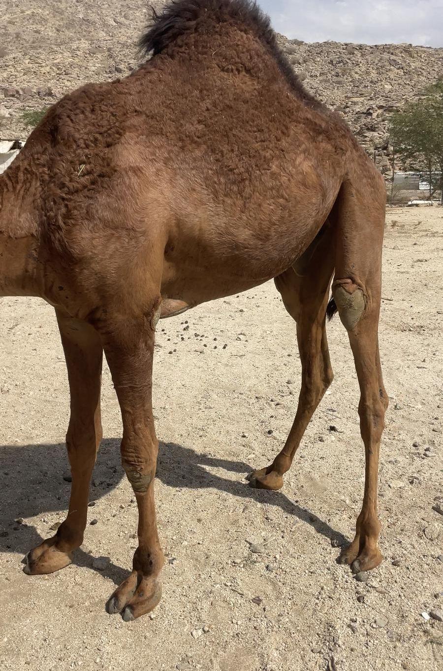 للبيع قعود ساحلي