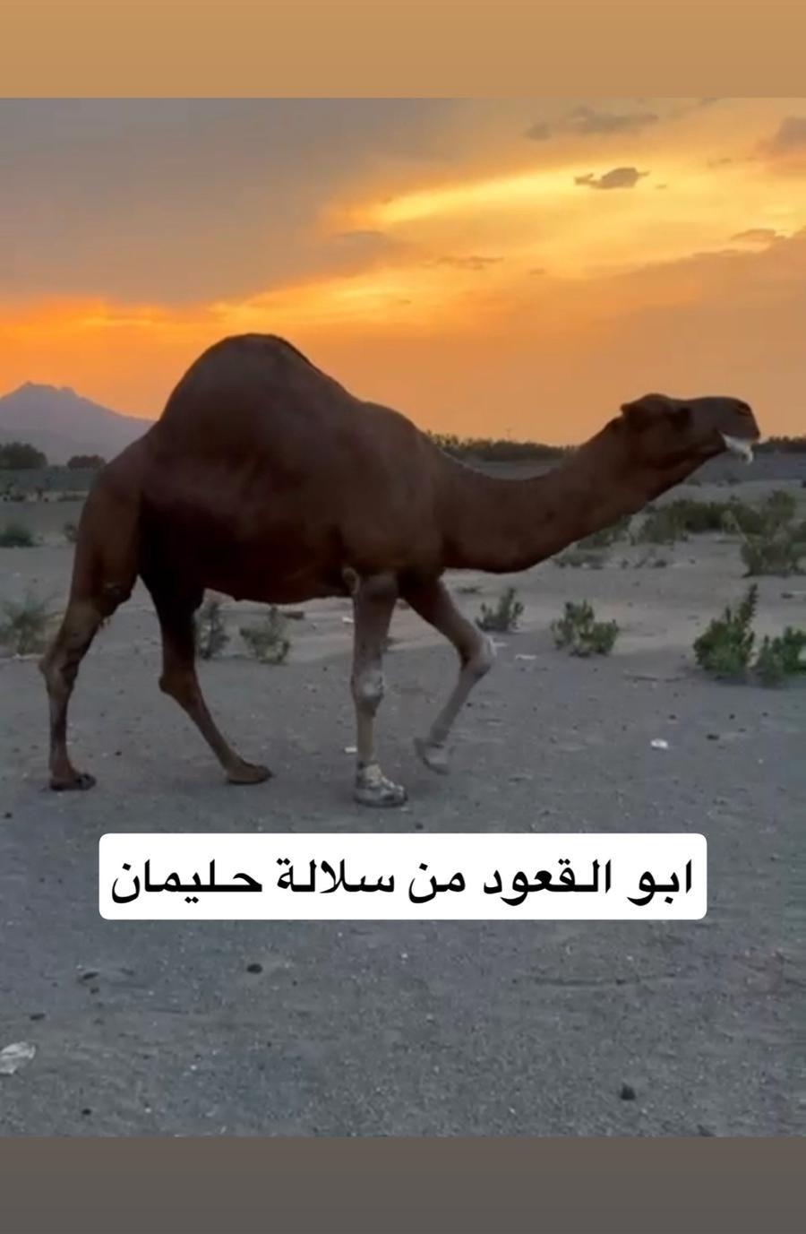 للبيع قعود ساحلي