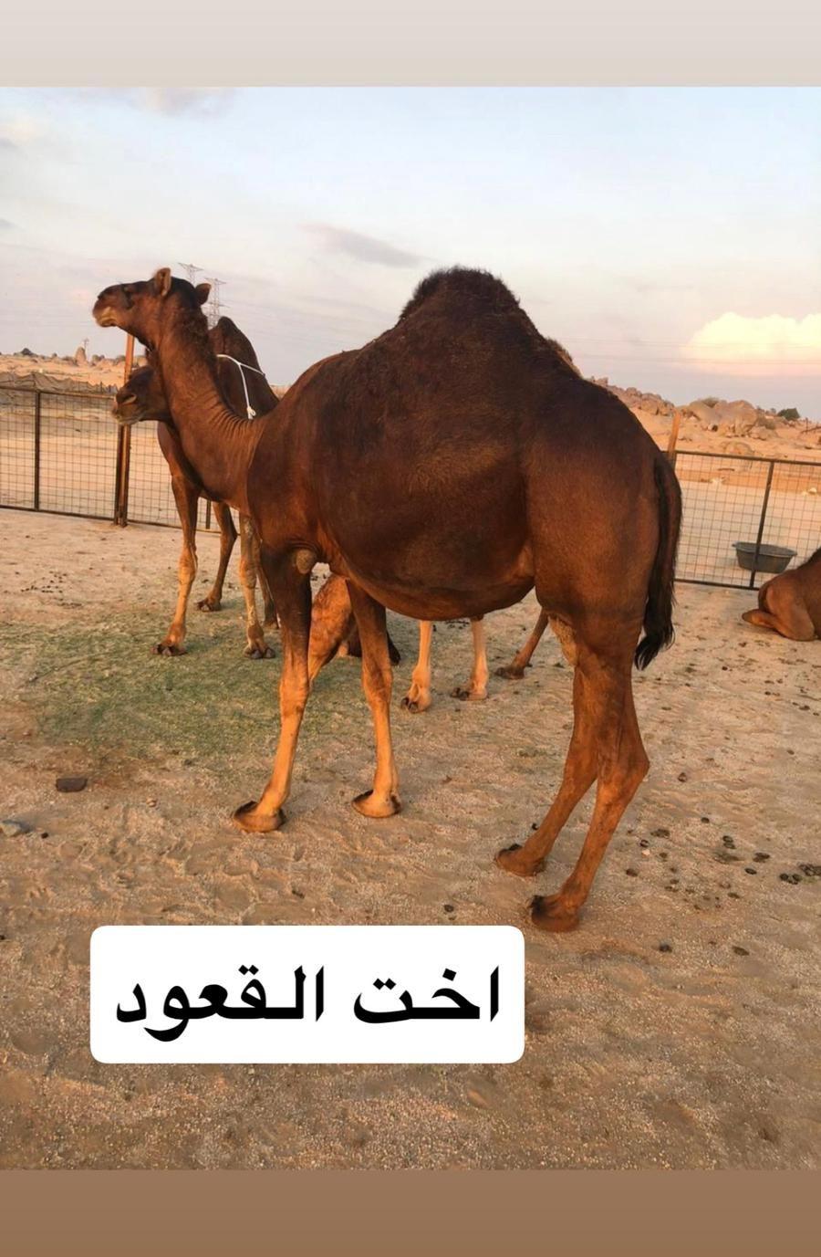 للبيع قعود ساحلي