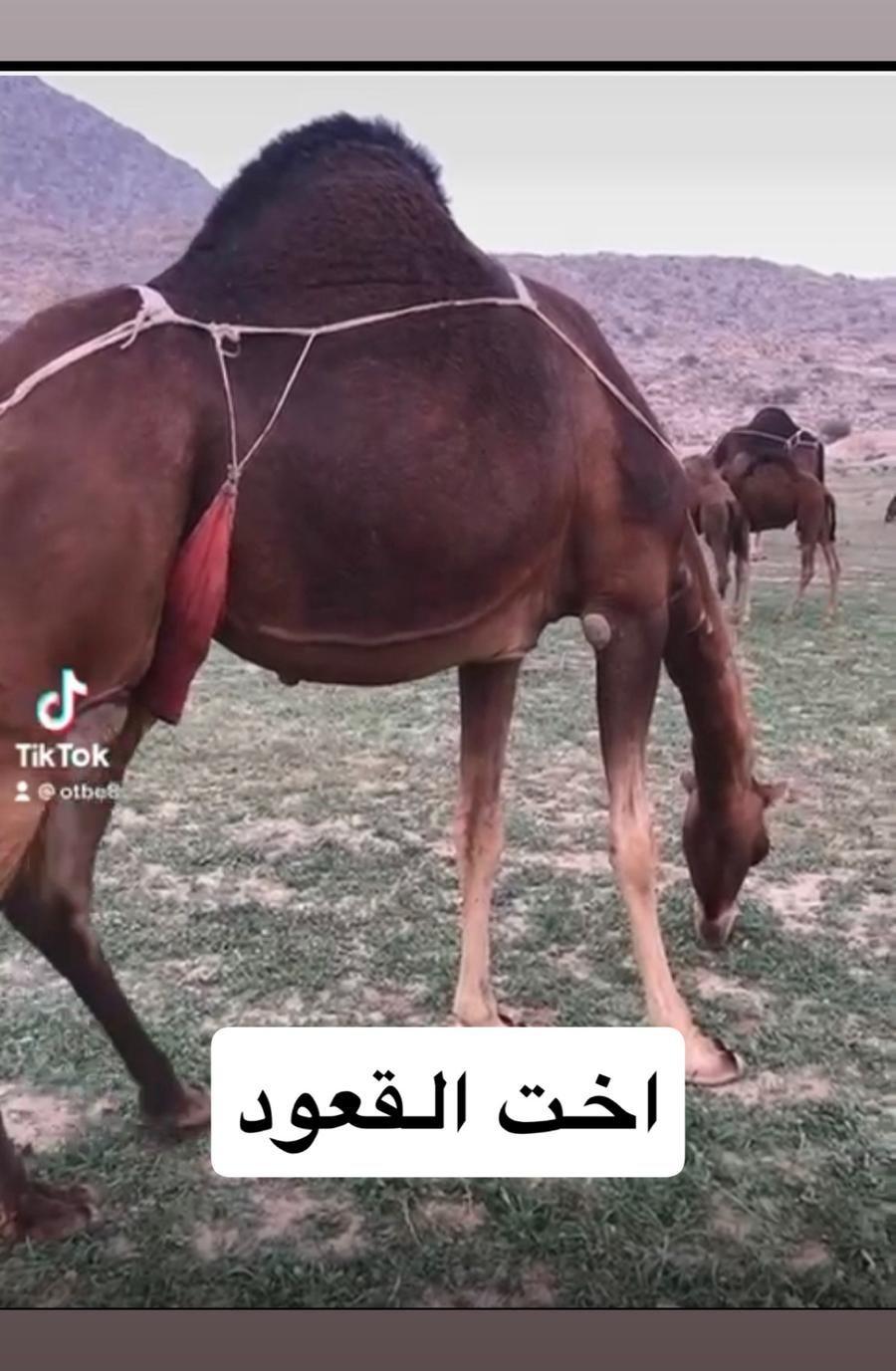 للبيع قعود ساحلي