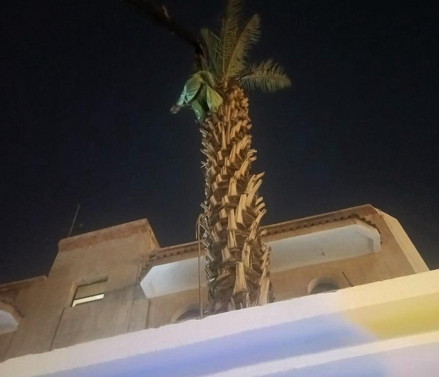 معلم قص شجر