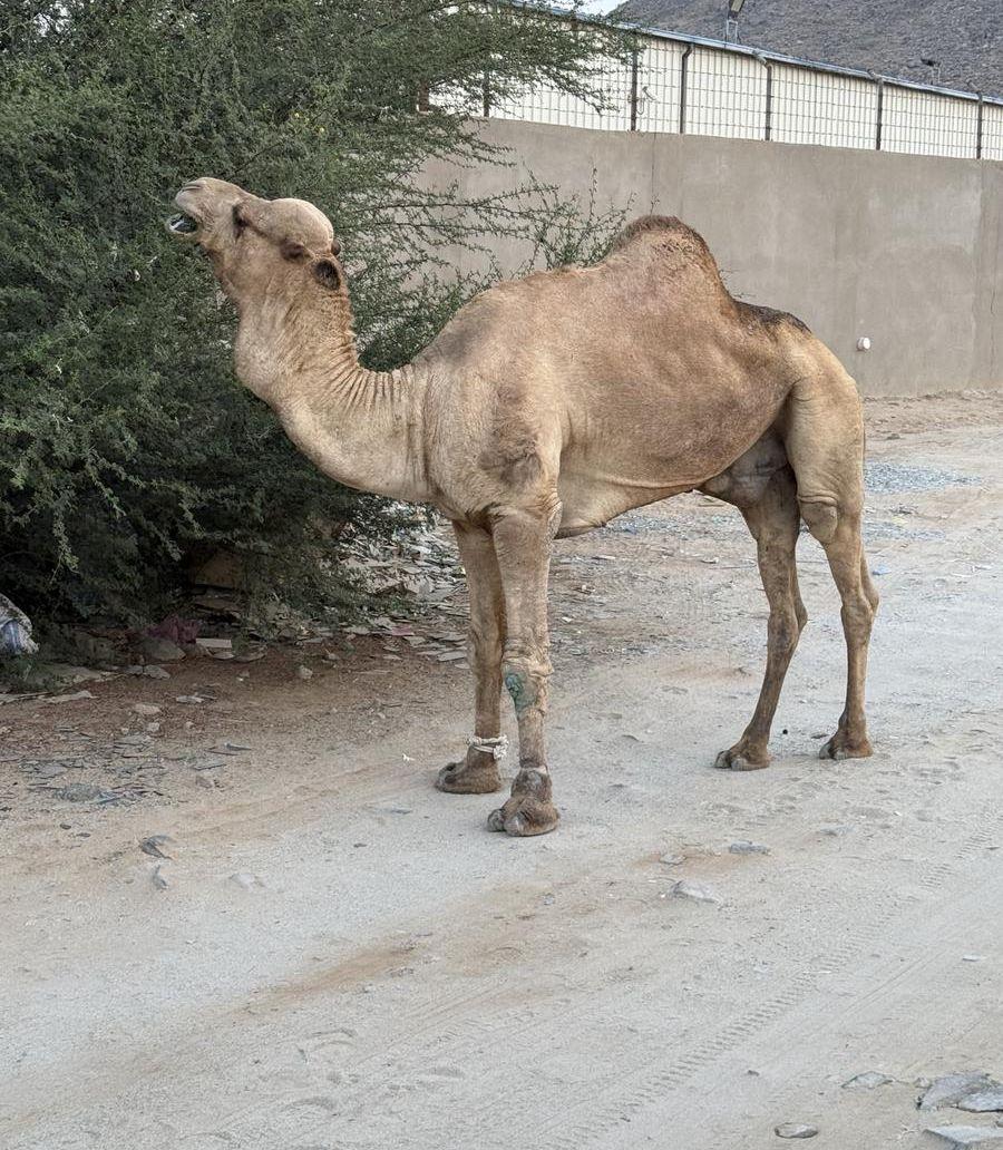 البيع فحل جمال