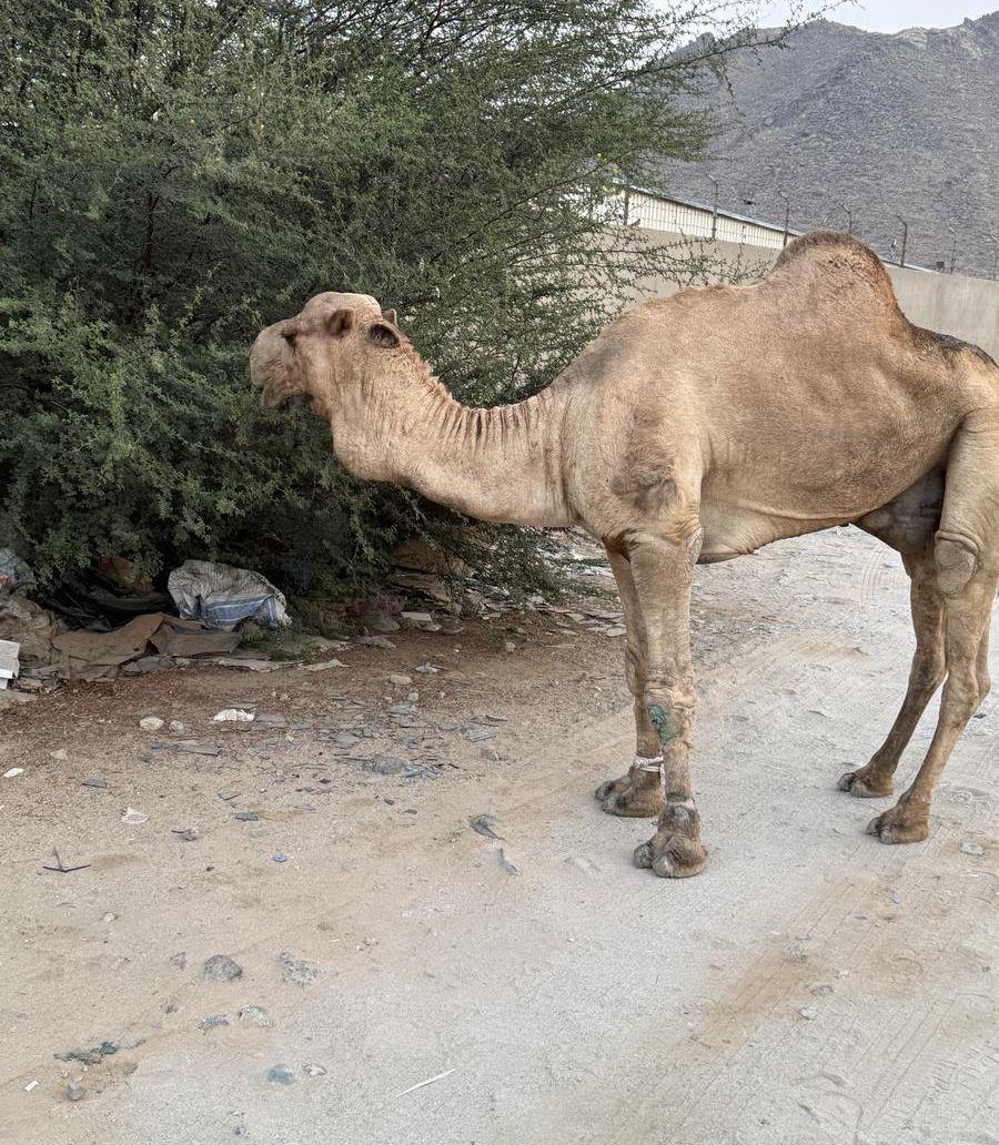 البيع فحل جمال