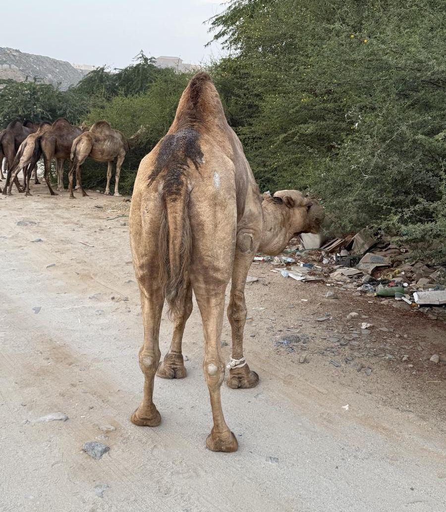 البيع فحل جمال