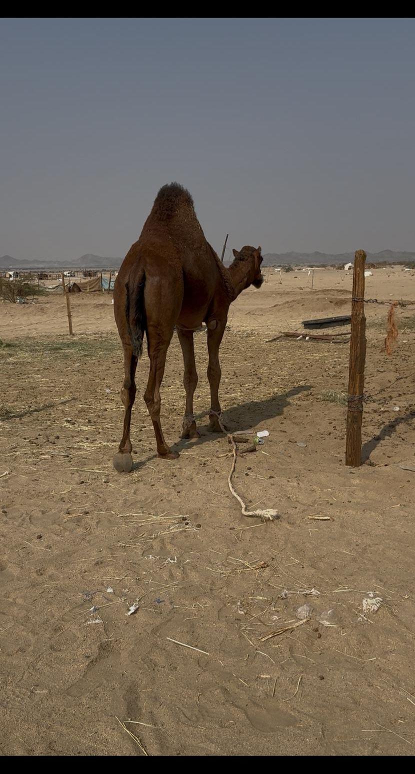 قعود مشروع فحل
