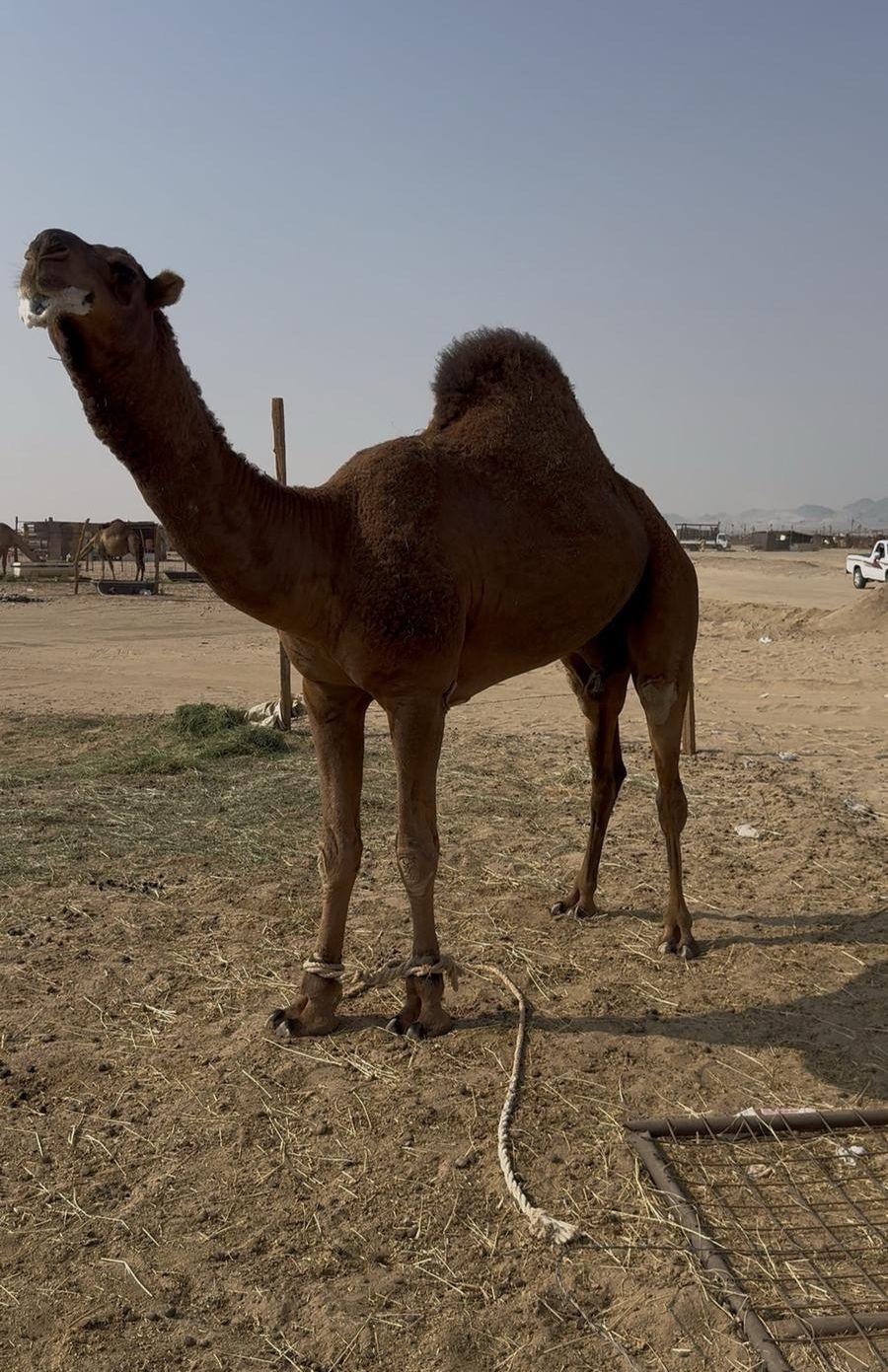 قعود مشروع فحل