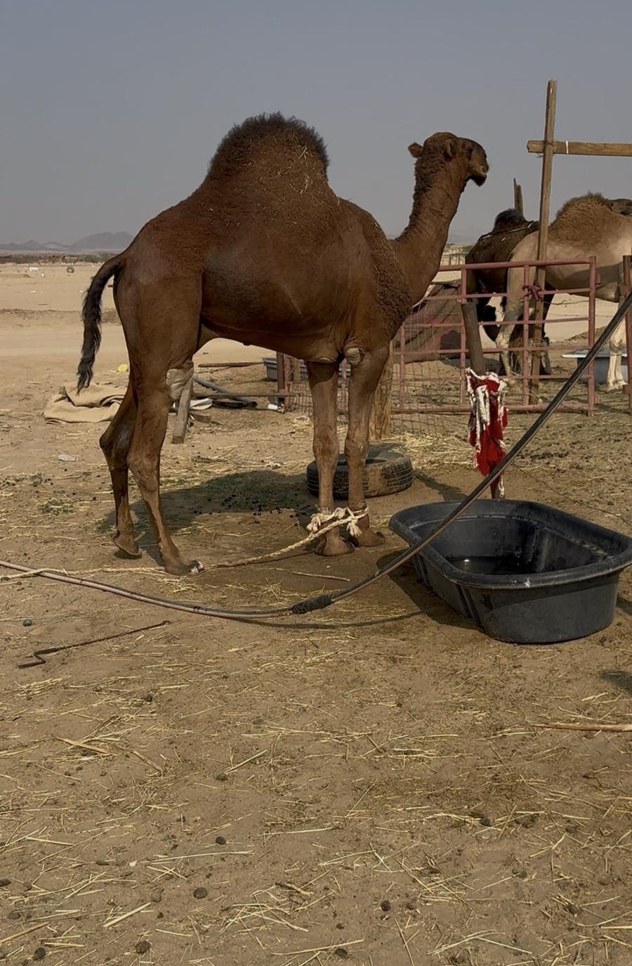 قعود مشروع فحل