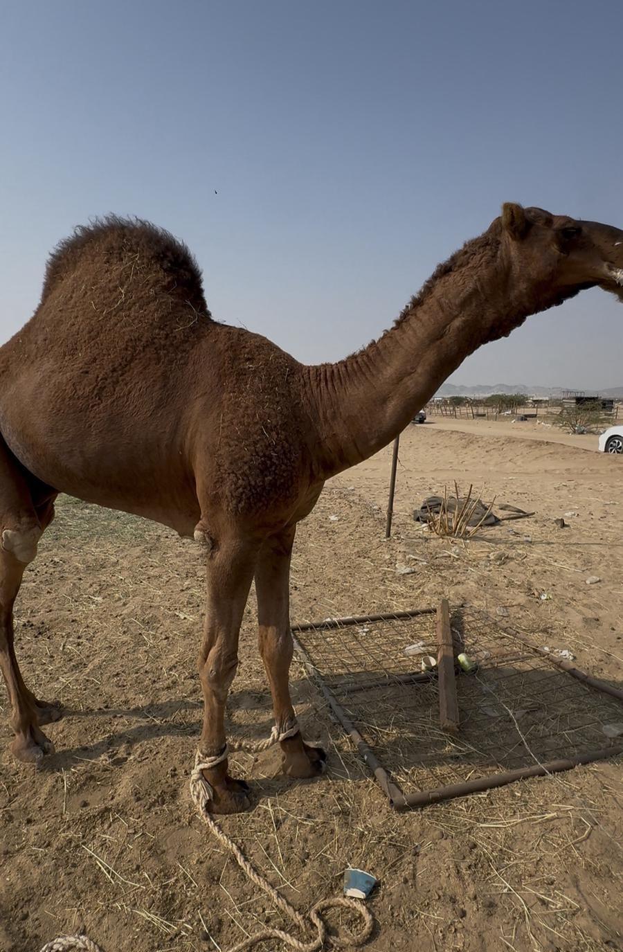 قعود مشروع فحل