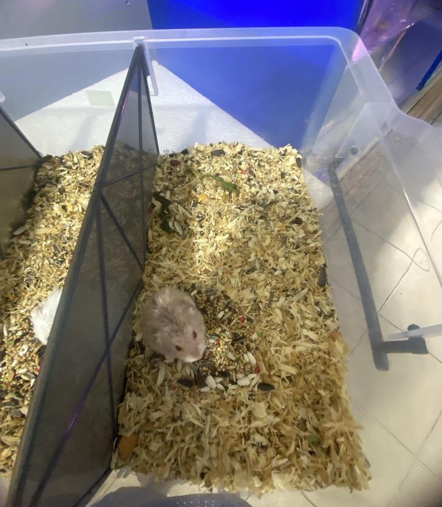 hamster