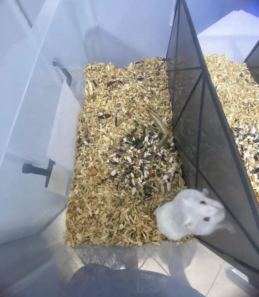hamster